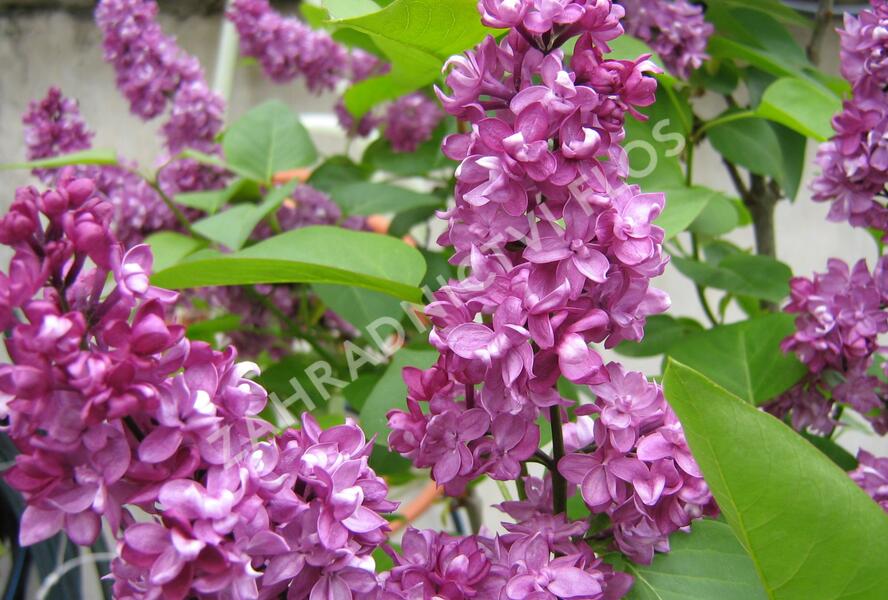 Šeřík obecný 'Charles Joly' - Syringa vulgaris 'Charles Joly'