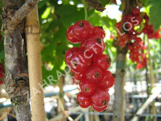 Rybíz červený 'Jonkheer van Tets' - Ribes rubrum 'Jonkheer van Tets'