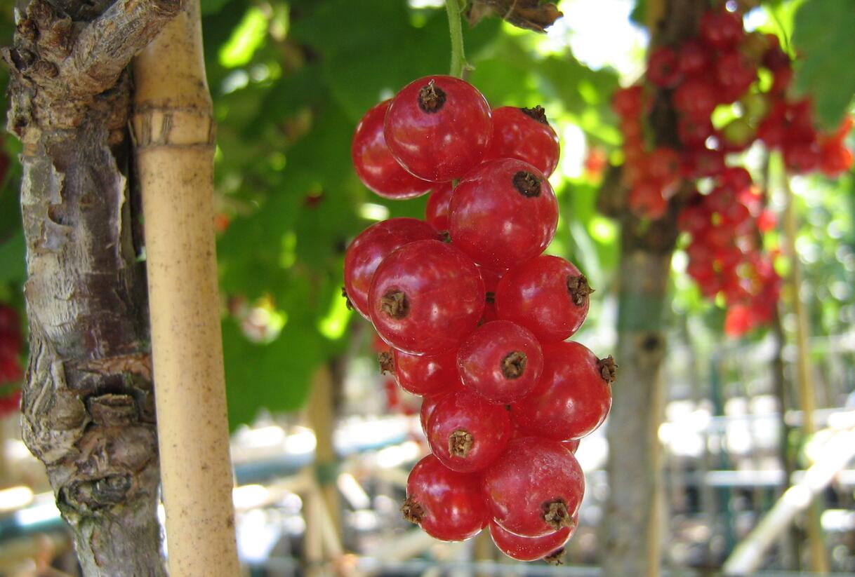 Rybíz červený 'Jonkheer van Tets' - Ribes rubrum 'Jonkheer van Tets'