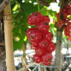 Rybíz červený 'Jonkheer van Tets' - Ribes rubrum 'Jonkheer van Tets'