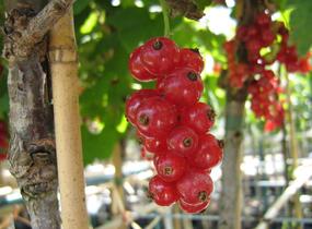 Rybíz červený 'Jonkheer van Tets' - Ribes rubrum 'Jonkheer van Tets'
