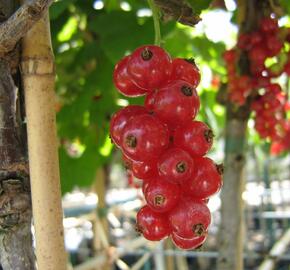 Rybíz červený 'Jonkheer van Tets' - Ribes rubrum 'Jonkheer van Tets'