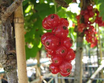 Rybíz červený 'Jonkheer van Tets'