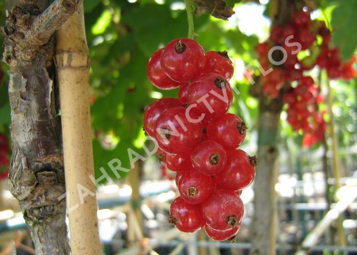 Rybíz červený 'Jonkheer van Tets' - Ribes rubrum 'Jonkheer van Tets'