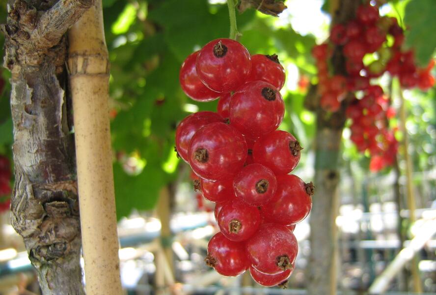 Rybíz červený 'Jonkheer van Tets' - Ribes rubrum 'Jonkheer van Tets'