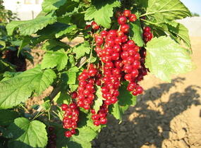 Rybíz červený 'Jonkheer van Tets' - Ribes rubrum 'Jonkheer van Tets'