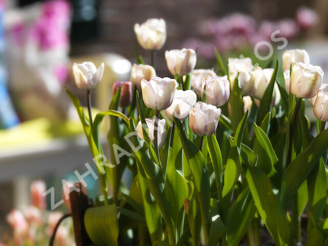 Tulipán jednoduchý pozdní 'Shirley' - Tulipa 'Shirley'