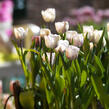 Tulipán jednoduchý pozdní 'Shirley' - Tulipa 'Shirley'