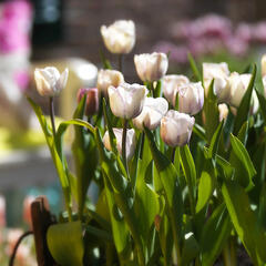 Tulipán jednoduchý pozdní 'Shirley' - Tulipa 'Shirley'