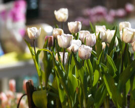 Tulipán jednoduchý pozdní 'Shirley'