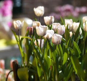 Tulipán jednoduchý pozdní 'Shirley' - Tulipa 'Shirley'
