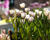 Tulipán jednoduchý pozdní 'Shirley'
