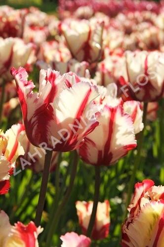 Tulipán papouškovitý 'Estella Rijnveld' - Tulipa Parrot 'Estella Rijnveld'