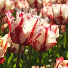 Tulipán papouškovitý 'Estella Rijnveld' - Tulipa Parrot 'Estella Rijnveld'