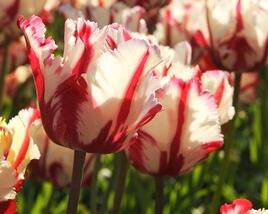 Tulipán papouškovitý 'Estella Rijnveld'