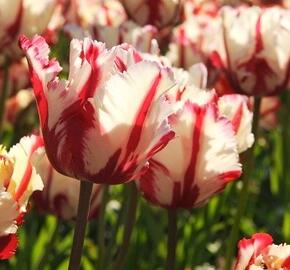 Tulipán papouškovitý 'Estella Rijnveld' - Tulipa Parrot 'Estella Rijnveld'