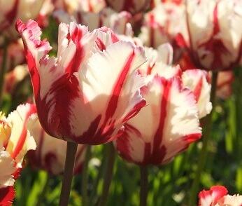 Tulipán papouškovitý 'Estella Rijnveld'