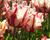 Tulipán papouškovitý 'Estella Rijnveld'