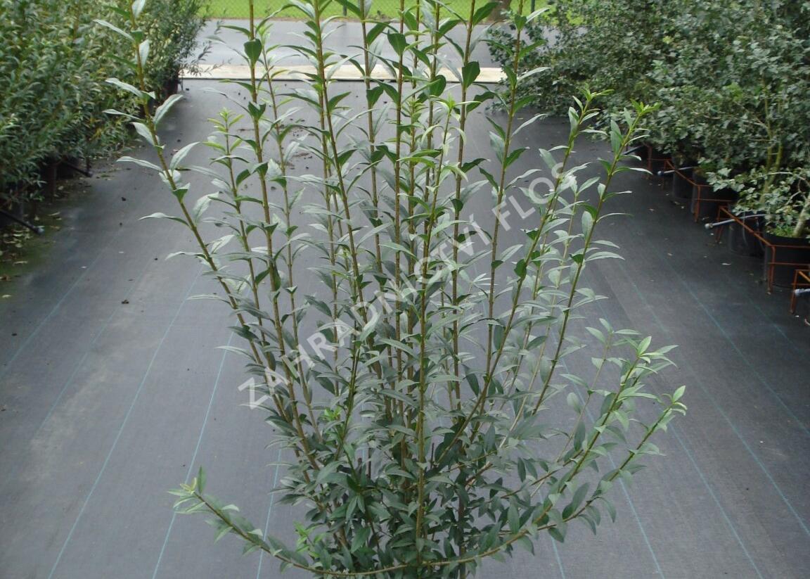 Ptačí zob obecný 'Atrovirens' - Ligustrum vulgare 'Atrovirens'