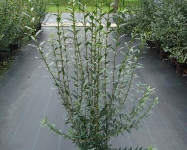 Ptačí zob obecný 'Atrovirens'