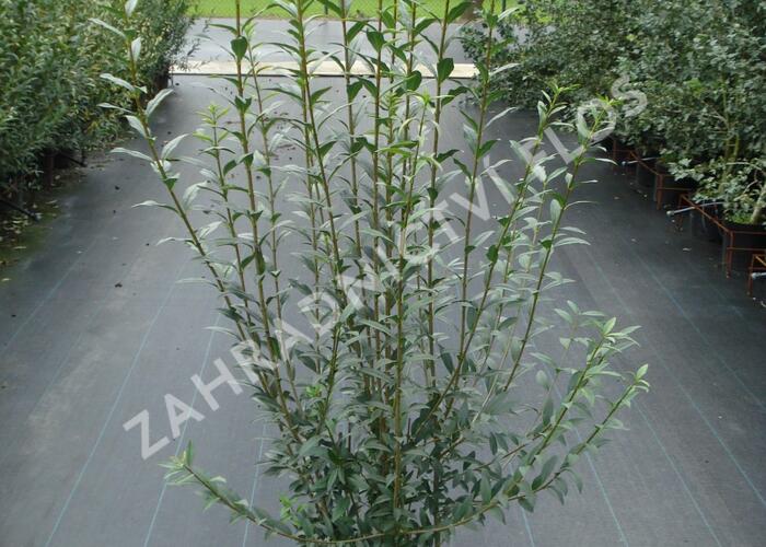 Ptačí zob obecný 'Atrovirens' - Ligustrum vulgare 'Atrovirens'