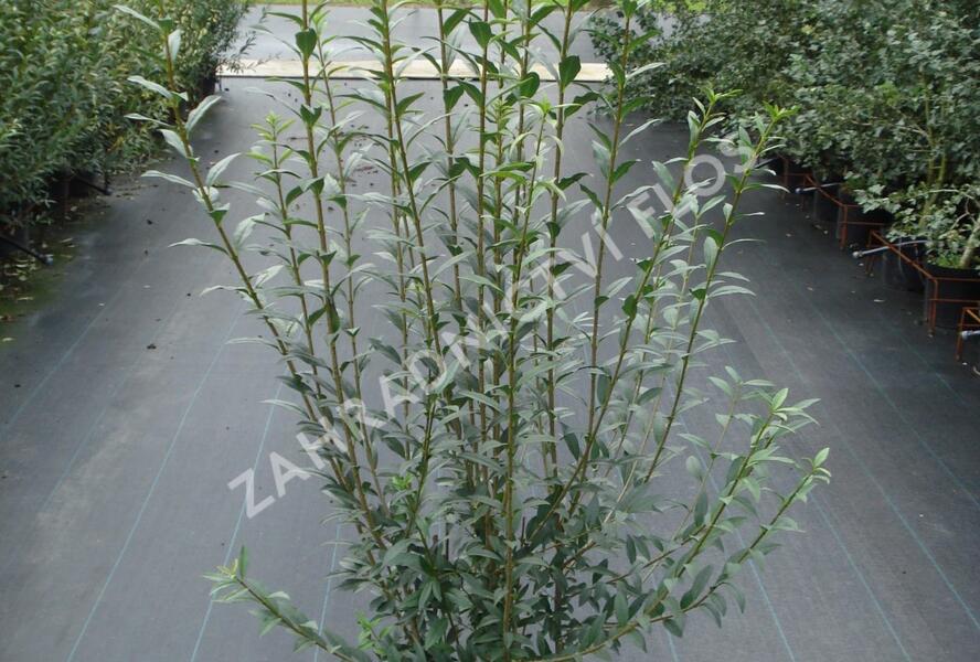 Ptačí zob obecný 'Atrovirens' - Ligustrum vulgare 'Atrovirens'