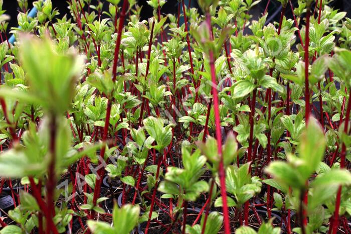 Svída bílá 'Sibirica' - Cornus alba 'Sibirica'