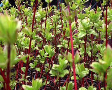 Svída bílá 'Sibirica'