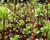 Svída bílá 'Sibirica'