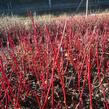 Svída bílá 'Sibirica' - Cornus alba 'Sibirica'