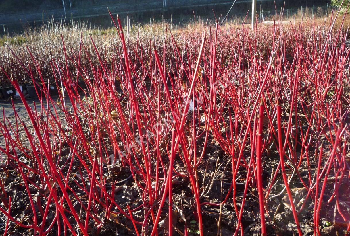 Svída bílá 'Sibirica' - Cornus alba 'Sibirica'