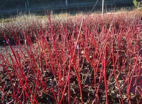 Svída bílá 'Sibirica' - Cornus alba 'Sibirica'