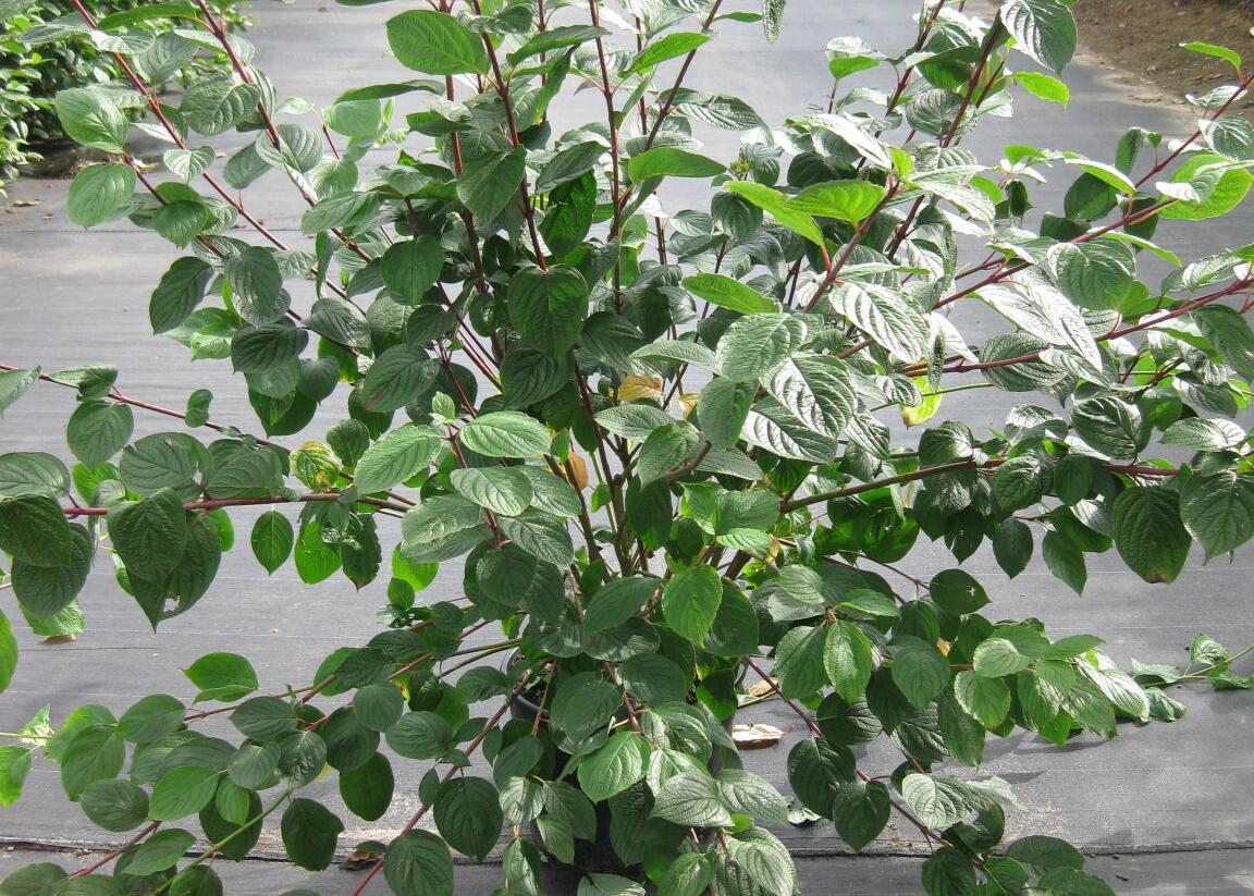 Svída bílá 'Sibirica' - Cornus alba 'Sibirica'