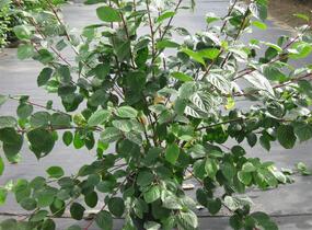 Svída bílá 'Sibirica' - Cornus alba 'Sibirica'