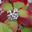 Svída bílá 'Sibirica' - Cornus alba 'Sibirica'