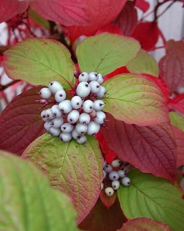 Svída bílá 'Sibirica' - Cornus alba 'Sibirica'