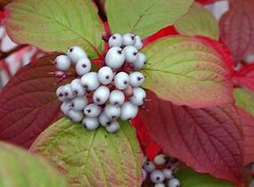 Svída bílá 'Sibirica' - Cornus alba 'Sibirica'
