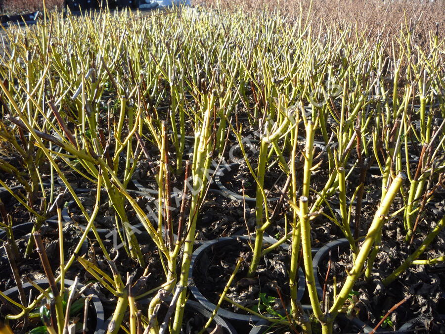 Svída výběžkatá 'Flaviramea' - Cornus sericea 'Flaviramea'