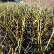 Svída výběžkatá 'Flaviramea' - Cornus sericea 'Flaviramea'