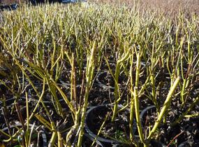 Svída výběžkatá 'Flaviramea' - Cornus sericea 'Flaviramea'
