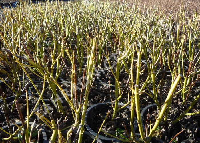 Svída výběžkatá 'Flaviramea' - Cornus sericea 'Flaviramea'