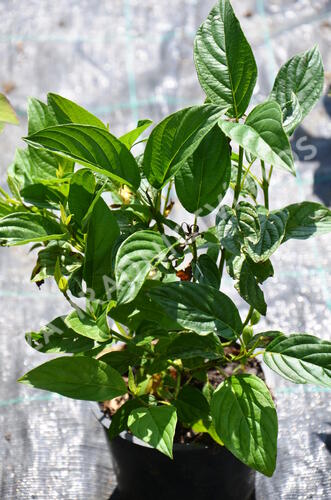 Svída výběžkatá 'Flaviramea' - Cornus sericea 'Flaviramea'