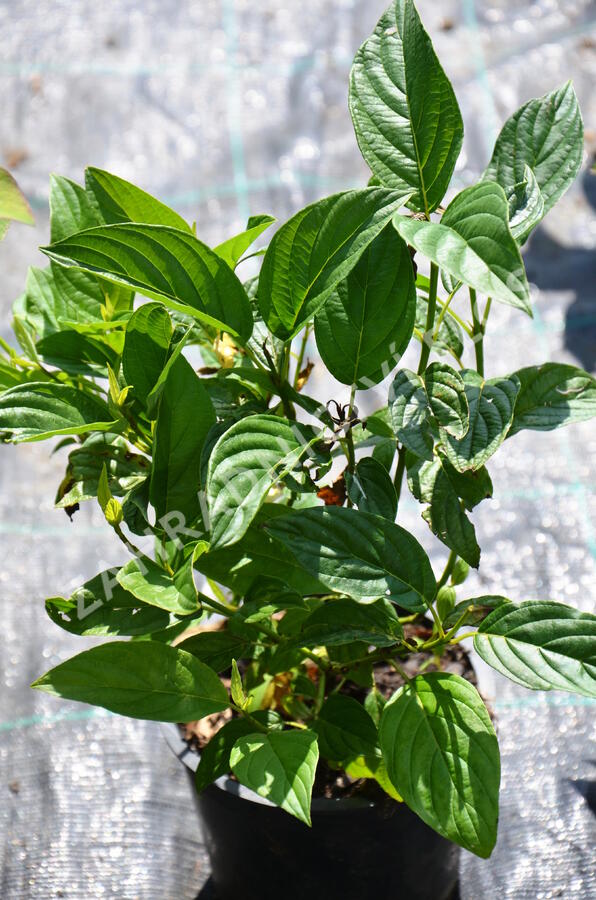 Svída výběžkatá 'Flaviramea' - Cornus sericea 'Flaviramea'