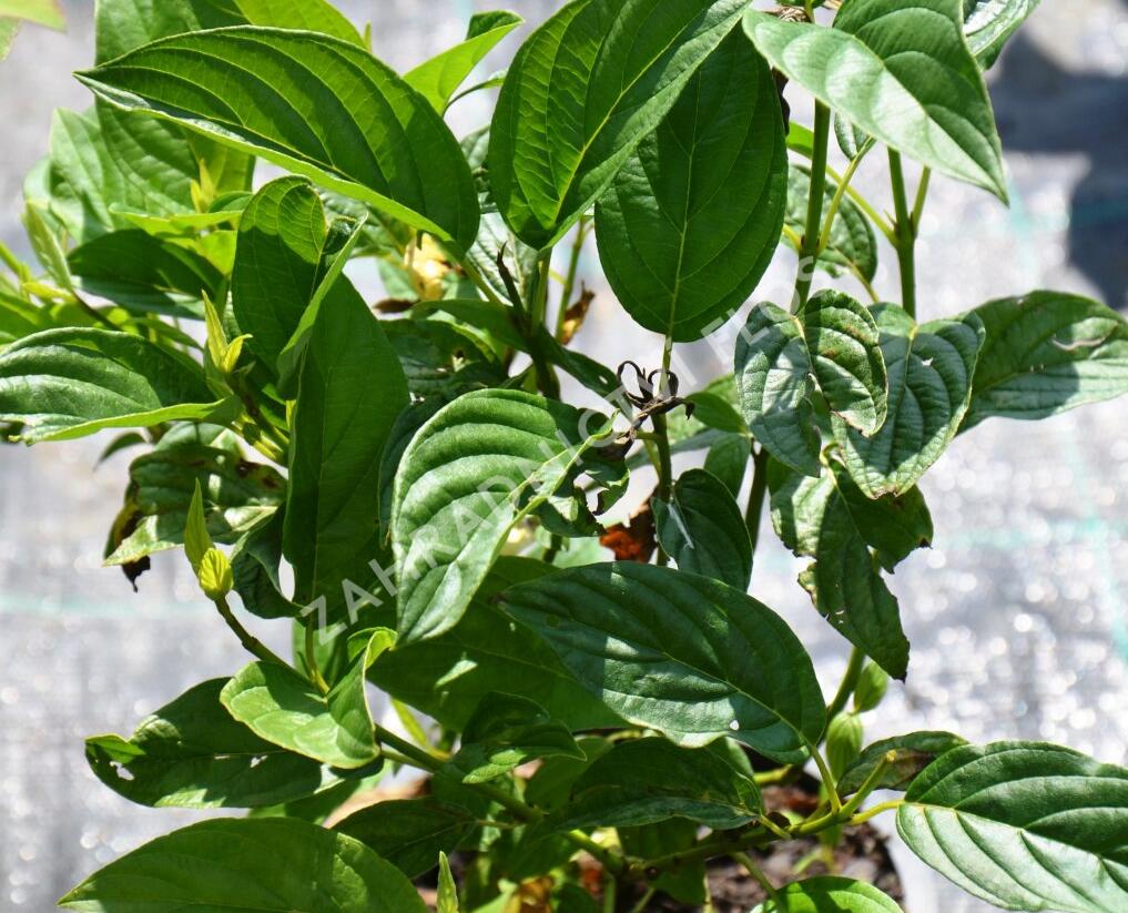 Svída výběžkatá 'Flaviramea' - Cornus sericea 'Flaviramea'