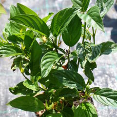 Svída výběžkatá 'Flaviramea' - Cornus sericea 'Flaviramea'