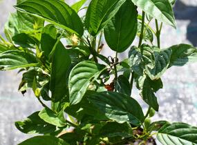 Svída výběžkatá 'Flaviramea' - Cornus sericea 'Flaviramea'