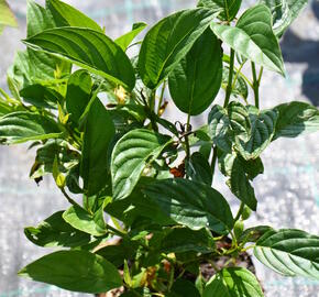 Svída výběžkatá 'Flaviramea' - Cornus sericea 'Flaviramea'