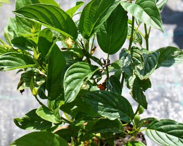 Svída výběžkatá 'Flaviramea'