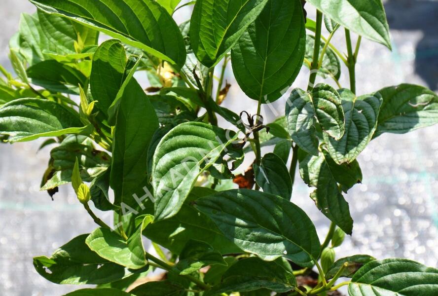 Svída výběžkatá 'Flaviramea' - Cornus sericea 'Flaviramea'