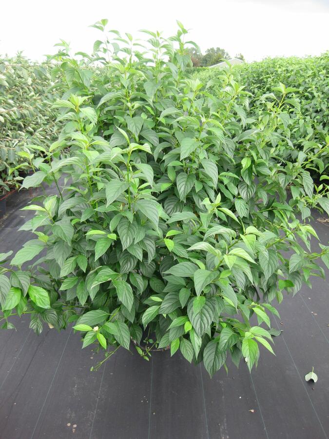 Svída výběžkatá 'Flaviramea' - Cornus sericea 'Flaviramea'